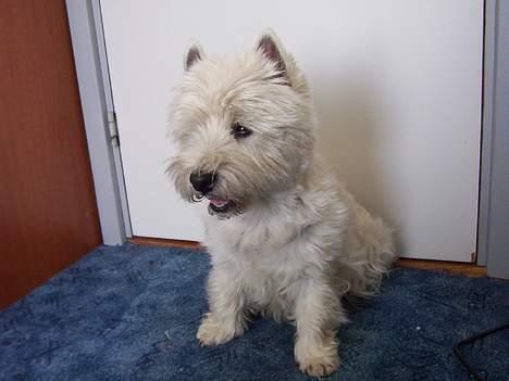 West highland white terrier Skyewalker's Summer Sky billede 1