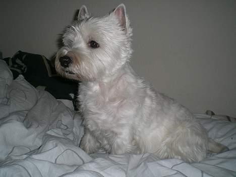 West highland white terrier Skyewalker's Summer Sky billede 5