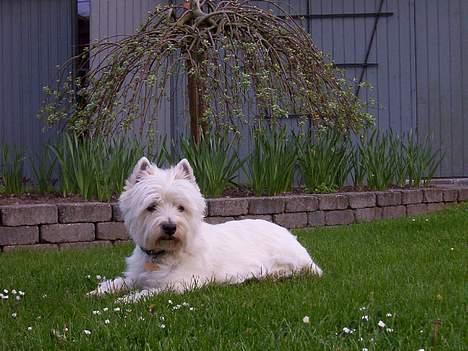 West highland white terrier Skyewalker's Summer Sky billede 7