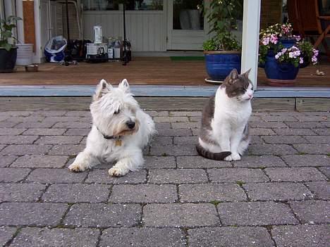 West highland white terrier Skyewalker's Summer Sky - Coco og den bedste ven Kisser. Der desværre nu er død. Det er tydeligt Coco Savner hende. Hun søger de steder Kisser altid lå. og Hvid kissers navn bliver nævnt farer hun op. billede 8