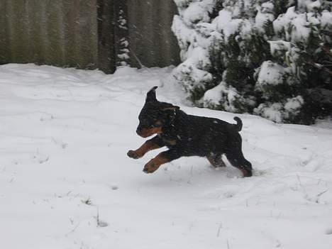 Rottweiler Buller - Neej hvor er sne sjovt, 9 uger gammel billede 8