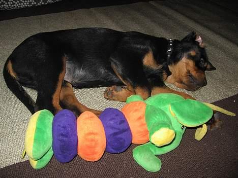 Rottweiler Buller - Min ynglings bamse billede 9