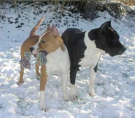 Amerikansk staffordshire terrier Royal Court WR DoubleTake billede 7