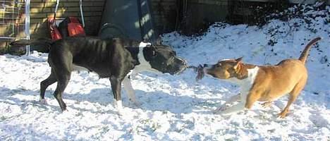 Amerikansk staffordshire terrier Royal Court WR DoubleTake billede 8