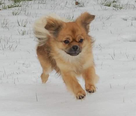 Tibetansk spaniel Sommerlyst´s Jomo Vesta - Juhuuu, der er sne....... billede 17