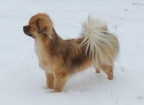 Tibetansk spaniel Sommerlyst´s Jomo Vesta - Sne er smukt.... billede 18