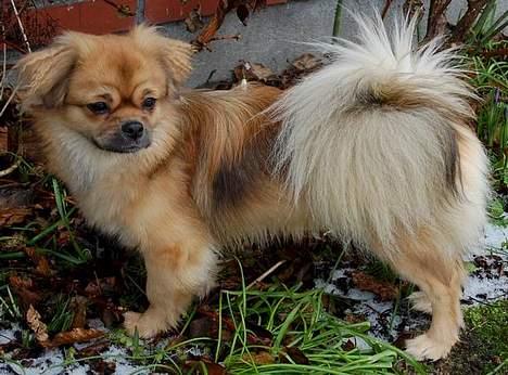 Tibetansk spaniel Sommerlyst´s Jomo Vesta - Er der vintergækker her? billede 19