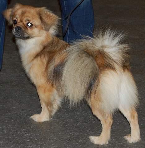 Tibetansk spaniel Sommerlyst´s Jomo Vesta - hvad sagde du? billede 20