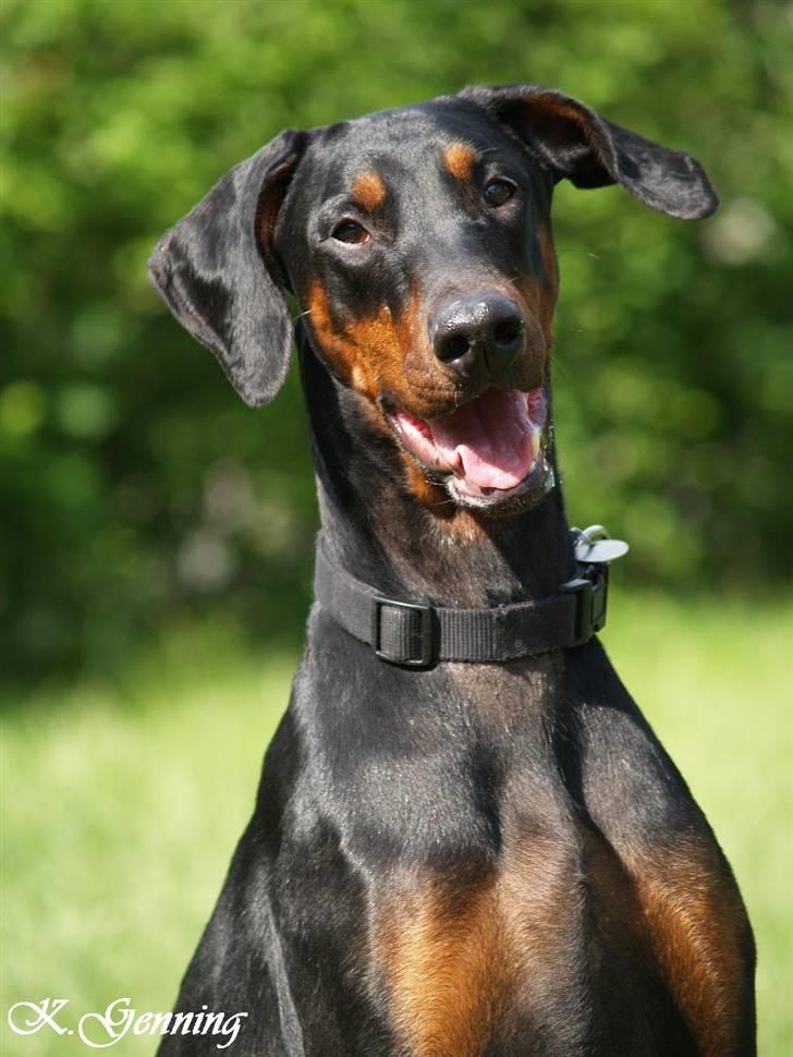 Dobermann Bianca *DØD* - Her er jeg så billede 1