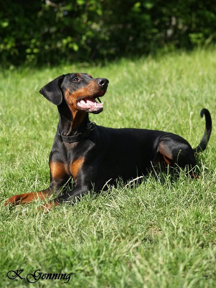 Dobermann Bianca *DØD* billede 2