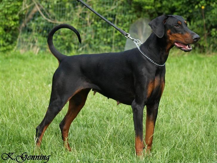 Dobermann Bianca *DØD* billede 3