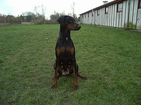 Dobermann Bianca *DØD* billede 4