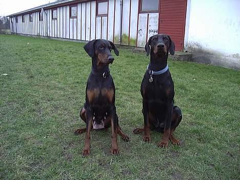 Dobermann Bianca *DØD* - Nero min kæreste (måske) billede 5