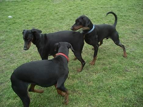 Dobermann Bianca *DØD* - så leger vi alle billede 6