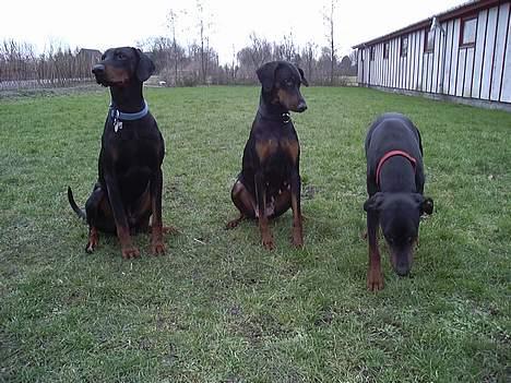 Dobermann Bianca *DØD* - Hvor skal du hen Fenja?? billede 7