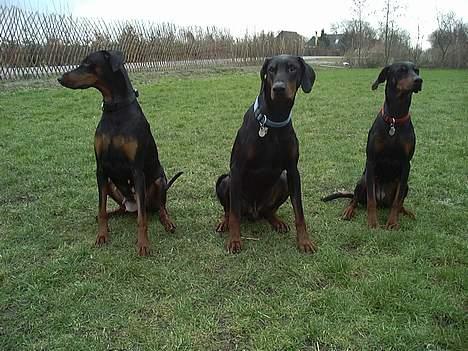 Dobermann Bianca *DØD* - Hvor længe skal vi side her?? billede 8