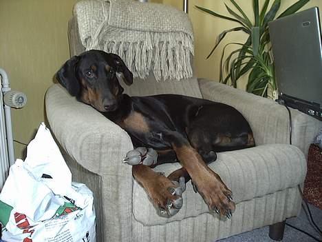 Dobermann Bianca *DØD* - en rigtig sofahund billede 9