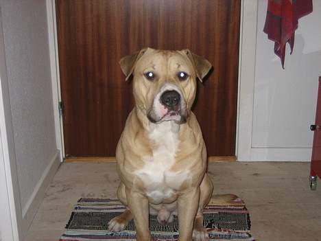 Blanding af racer Louie - Louie 1,5 år billede 10