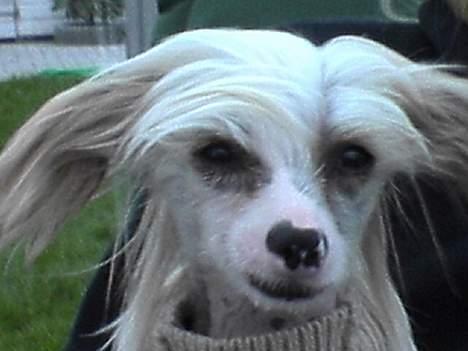 Chinese crested hårløs Pim billede 8