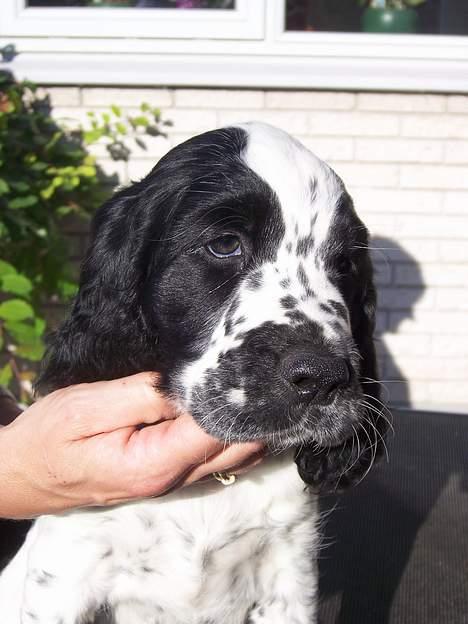 Engelsk springer spaniel Oliva (Liva) billede 1