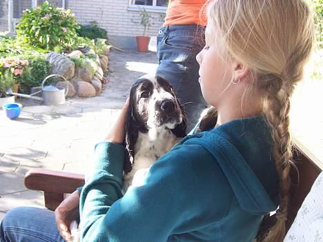 Engelsk springer spaniel Oliva (Liva) billede 2