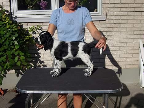 Engelsk springer spaniel Oliva (Liva) billede 3