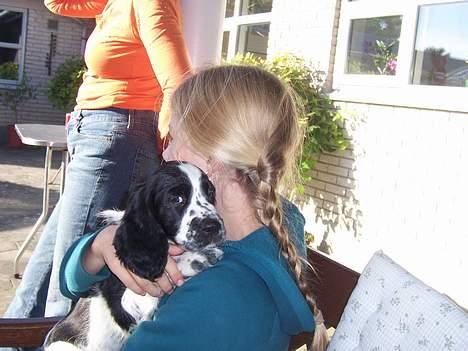Engelsk springer spaniel Oliva (Liva) billede 4