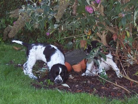 Engelsk springer spaniel Oliva (Liva) billede 5