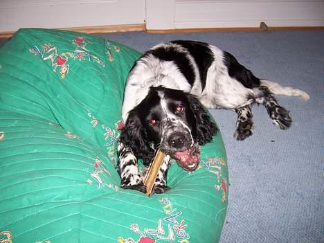 Engelsk springer spaniel Oliva (Liva) billede 6