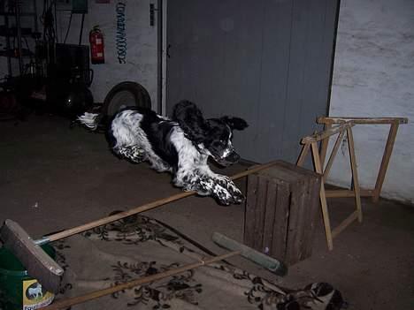 Engelsk springer spaniel Oliva (Liva) billede 7