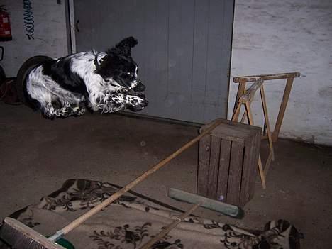 Engelsk springer spaniel Oliva (Liva) billede 8