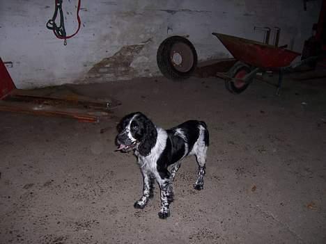 Engelsk springer spaniel Oliva (Liva) billede 9