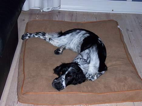 Engelsk springer spaniel Oliva (Liva) billede 10