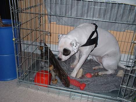 Amerikansk bulldog Eriksson's Chili "Mokka" - 24/2-07: Fandt lige et skateboard på vejen billede 19