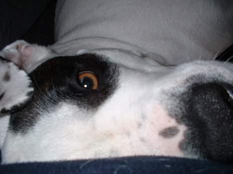 Amerikansk bulldog Eriksson's Chili "Mokka" - 24/2-07: Close up  billede 20