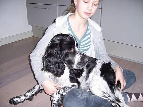 Engelsk springer spaniel Oliva (Liva) billede 11