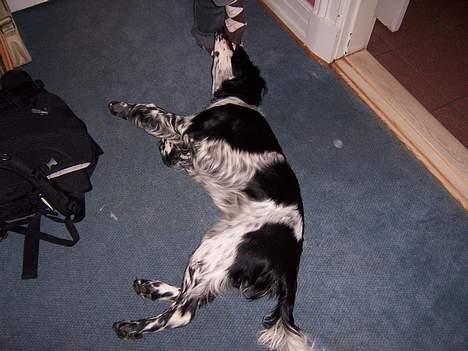 Engelsk springer spaniel Oliva (Liva) billede 12