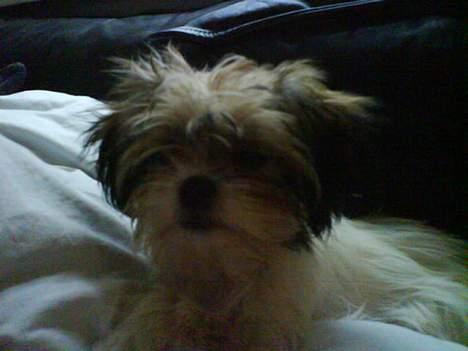 Blanding af racer Betty boop - her er hun næsten 7mdr..  billede 13