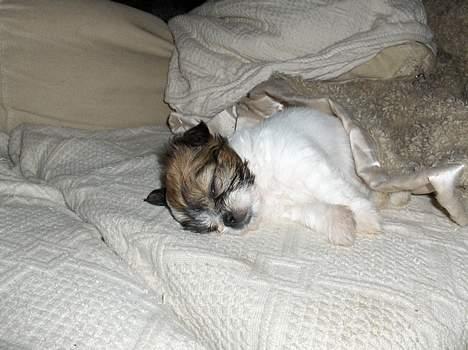 Blanding af racer Betty boop billede 14