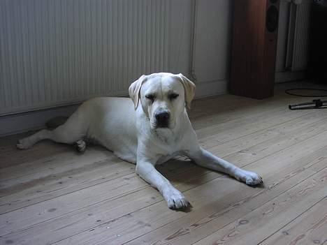 Labrador retriever Sandra ( Juni´s Laura) billede 17