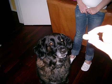 Blanding af racer Nana billede 3