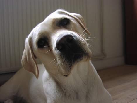 Labrador retriever Sandra ( Juni´s Laura) billede 18