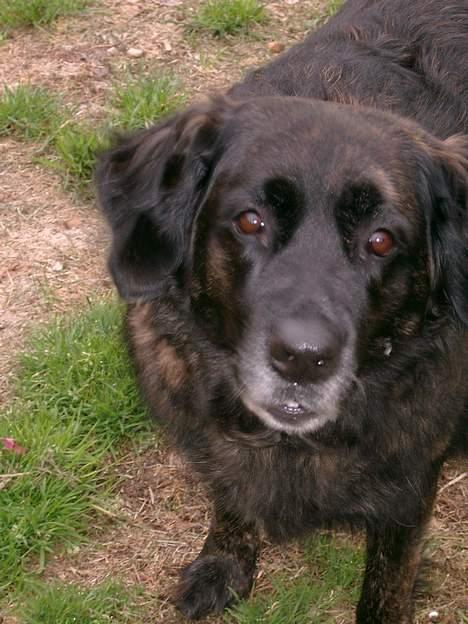 Blanding af racer Nana billede 4