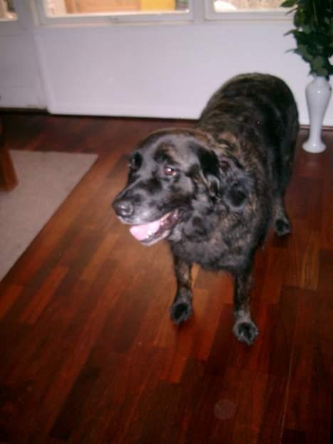 Blanding af racer Nana billede 5