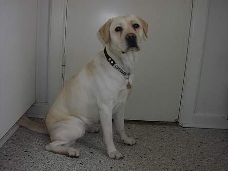 Labrador retriever Sandra ( Juni´s Laura) - 24/2-07 billede 19