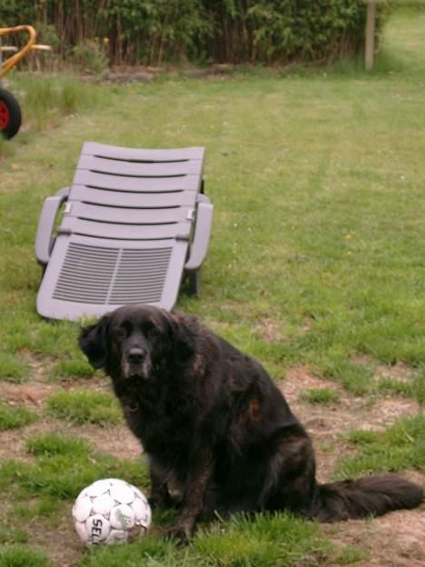 Blanding af racer Nana billede 6