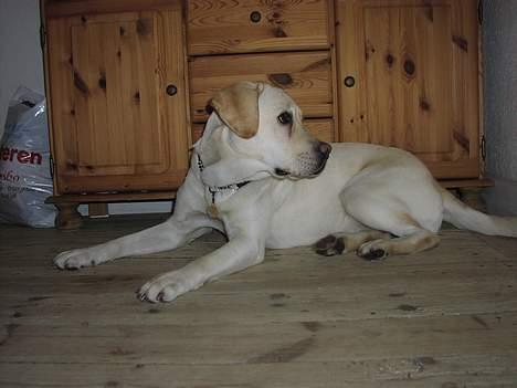 Labrador retriever Sandra ( Juni´s Laura) - 24/2-07 billede 20