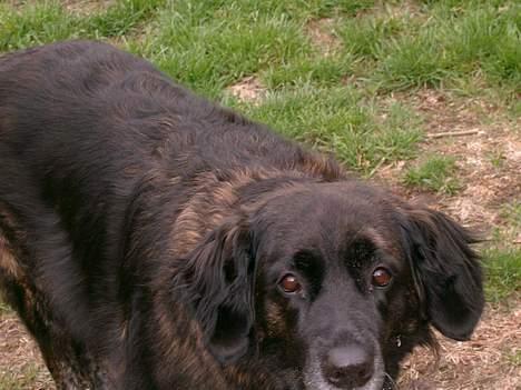 Blanding af racer Nana billede 7