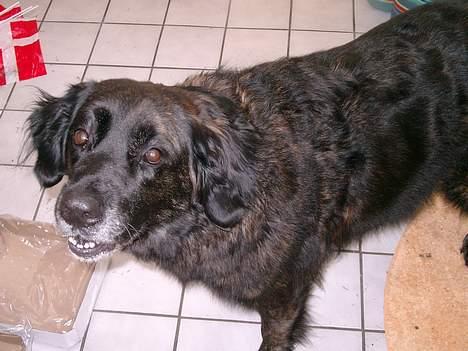 Blanding af racer Nana billede 8