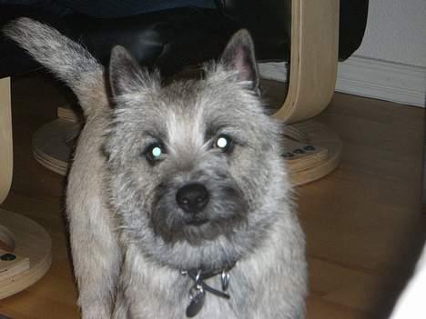 Cairn terrier Tjavs - Er jeg ikke en flot hanhund He He...... billede 8